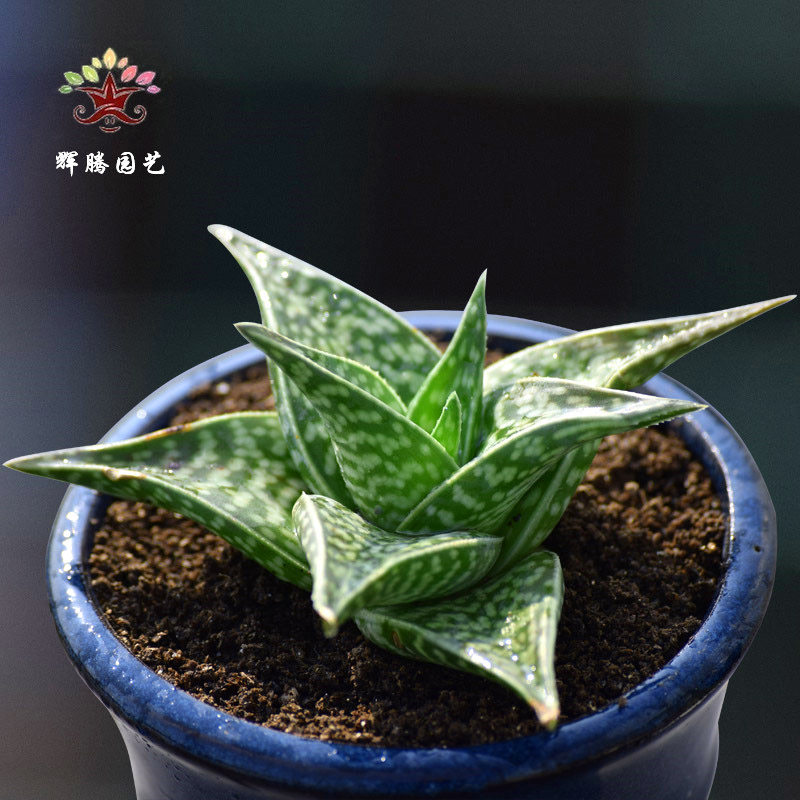 千代田锦又名翠花百合合科芦荟属多植物绿植多肉植物