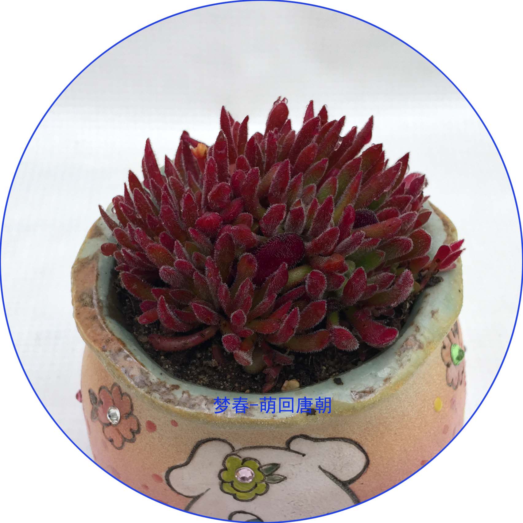 植物梦椿梦春多肉组合盆栽办公办公室室内绿植多肉植物