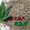 Northeast real estate Hemp seed Hempseed Pock line Hemp seed Raw hemp seed 500 gram Northeast real estate Hemp seed Hempseed Pock line Hemp seed Raw hemp seed 500 gram