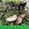 Changbai Mountains Life Gailingzhi wild Ganoderma lucidum Wild Lingzhi Applanatum 500 gram Changbai Mountains Life Gailingzhi wild Ganoderma lucidum Wild Lingzhi Applanatum 500 gram