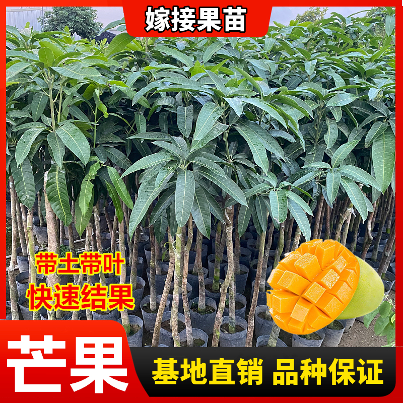 芒果树苗嫁接芒果苗南方北方种植澳芒四季芒红象牙金煌芒当年结果