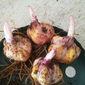 百合球根种球价格