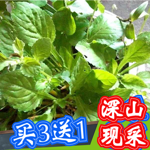 七星莲新鲜匍伏堇菜秋脓白地黄瓜香茶菜野白菜七星连草