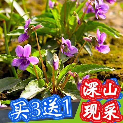 犁头草新鲜紫花地丁草华兜草野堇菜铧头草华头草甜苦地丁草箭头草