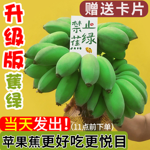 【整串发货】禁止焦虑水培香蕉苹果蕉办公室拒绝焦虑桌面绿植食用