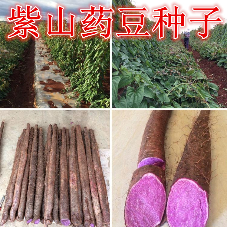 可盆栽白山药种子种苗紫山药种子紫淮山种子紫玉山药紫淮山药种子
