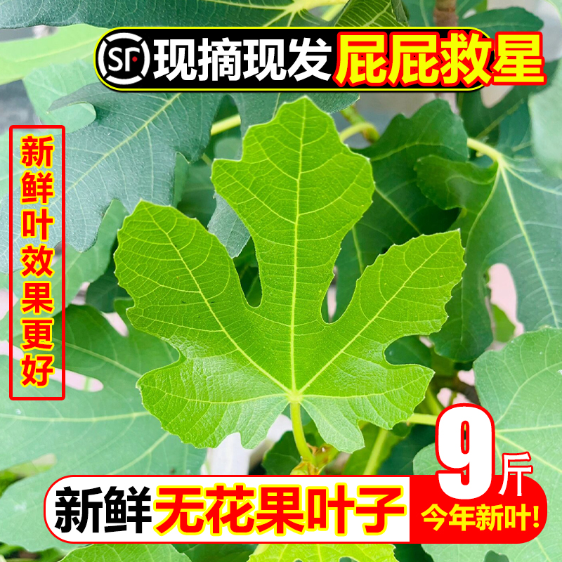 现摘新鲜无花果树叶子9斤保鲜枝茎鲜