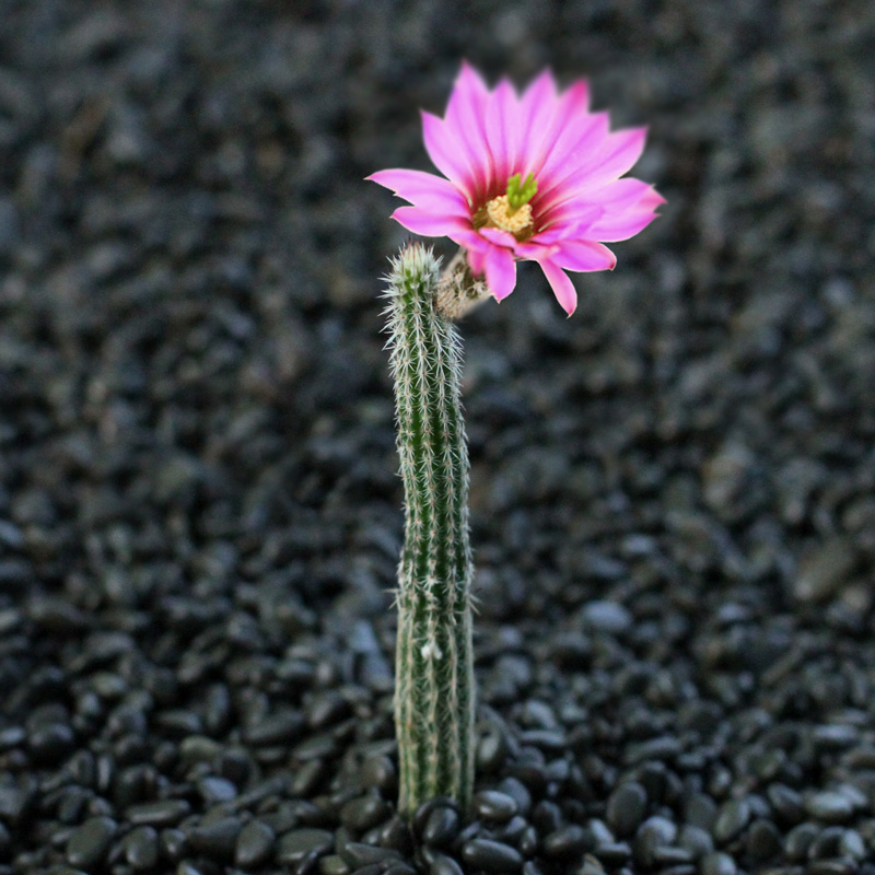 植物员外 鹿角柱属银钮美花角桃太郎仙人球仙人掌多肉植物盆栽