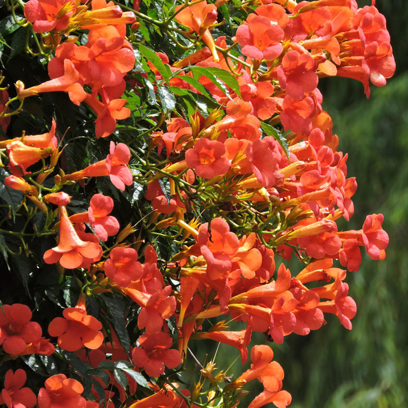 美国凌霄花苗庭院爬藤植物别墅庭院攀岩花卉俄罗斯老桩四季开花