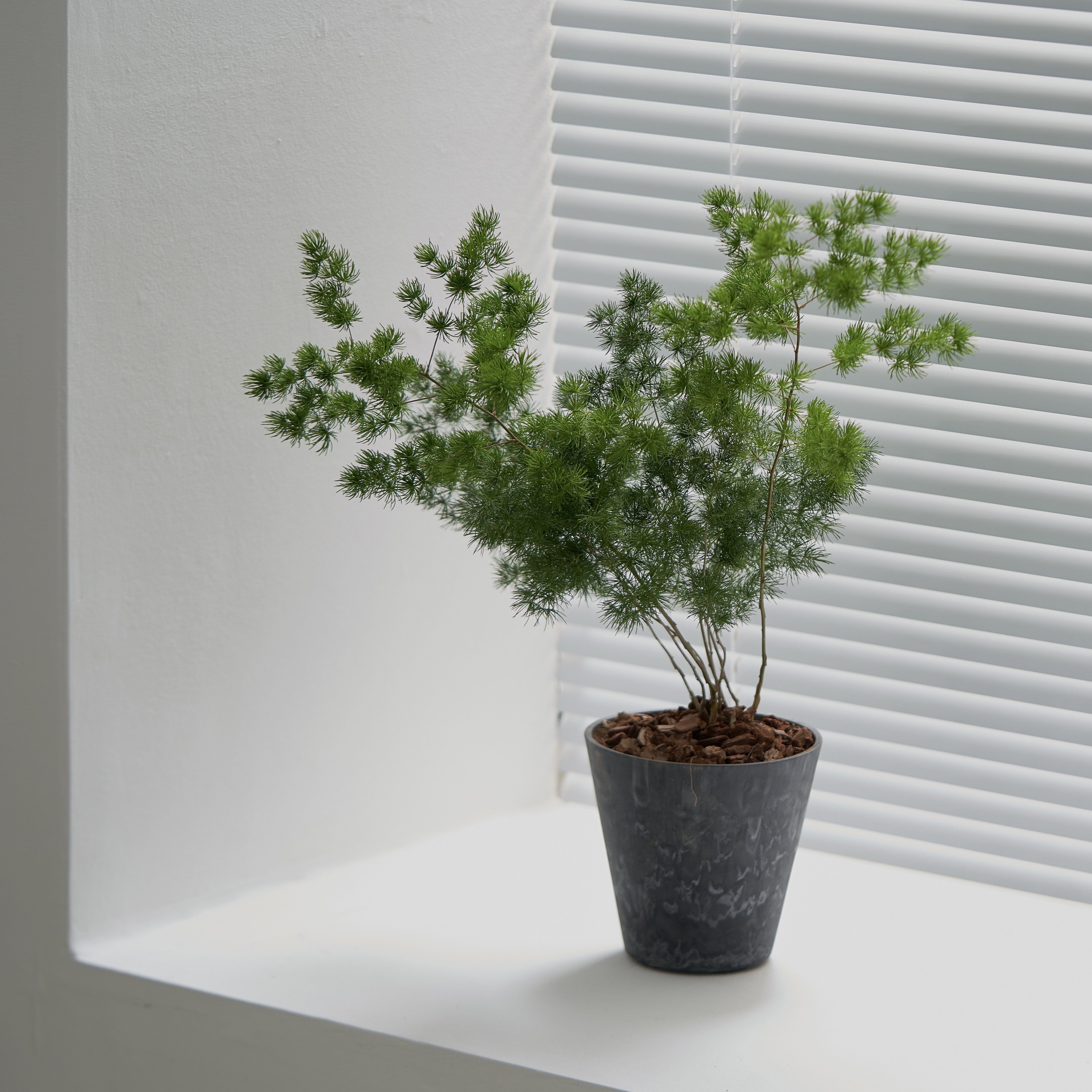 办公室盆景(办公室盆景计入什么科目)