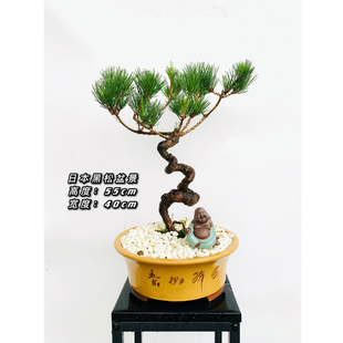 名贵日本黑松盆景老桩造型植物盆栽室内办公室罗汉松盆栽绿植招财