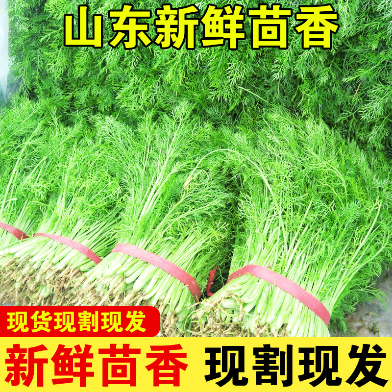 山东茴香菜新鲜4斤鲜嫩小茴香苗菜2斤现割大茴香苗产地直销包饺子