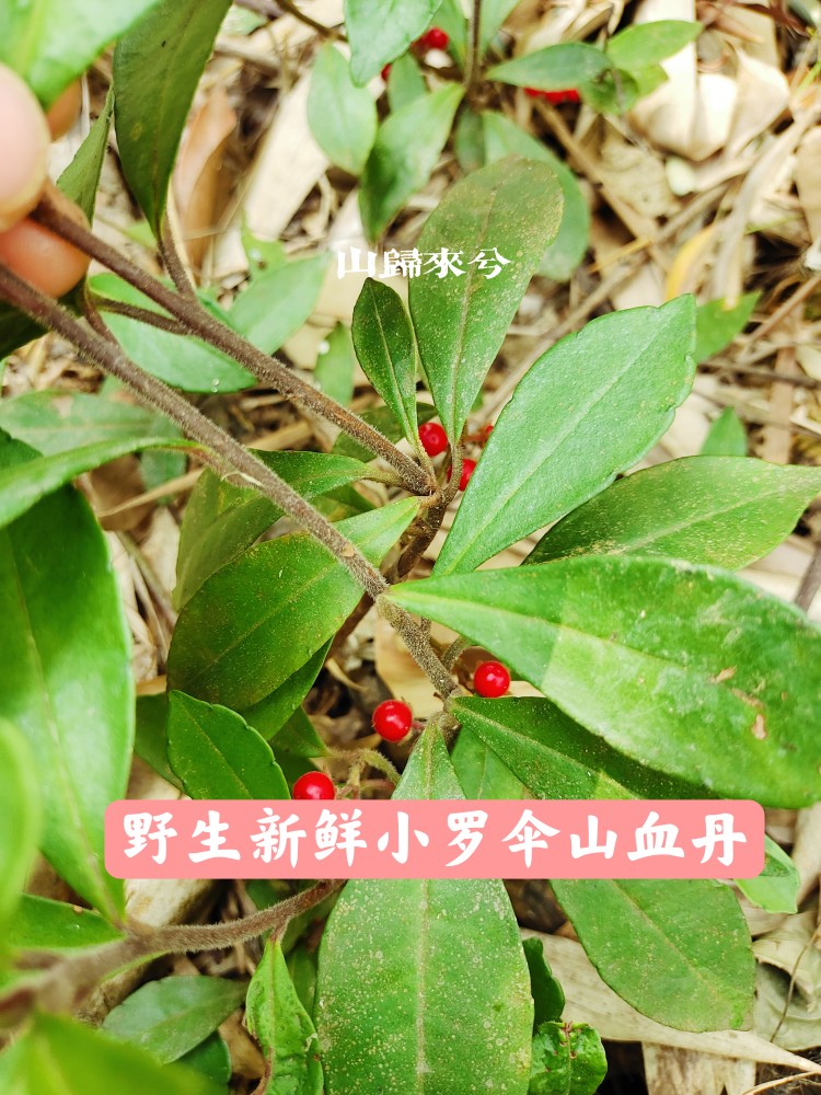 铁雨伞头草药的图片图片