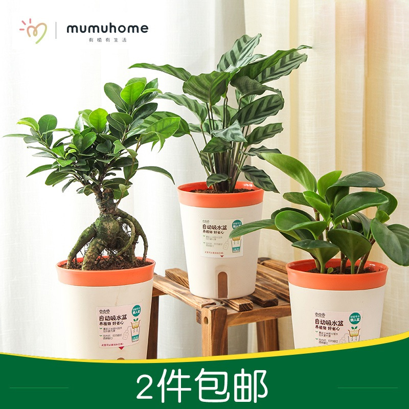 MMH 办公室室内栀子花绿植盆栽花卉带花盆植物绿萝发财树2盆包邮