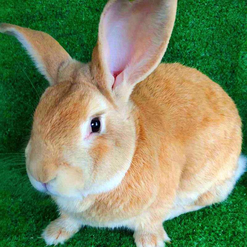 兔子活物成年兔活体新西兰肉兔种兔比利时公母可繁殖巨型兔伊拉兔