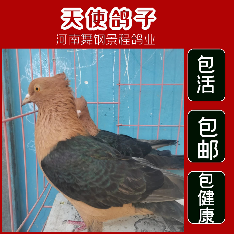 精品天使鸽子种鸽活体一对活物正品观赏鸽活物青年幼鸽包邮活健康