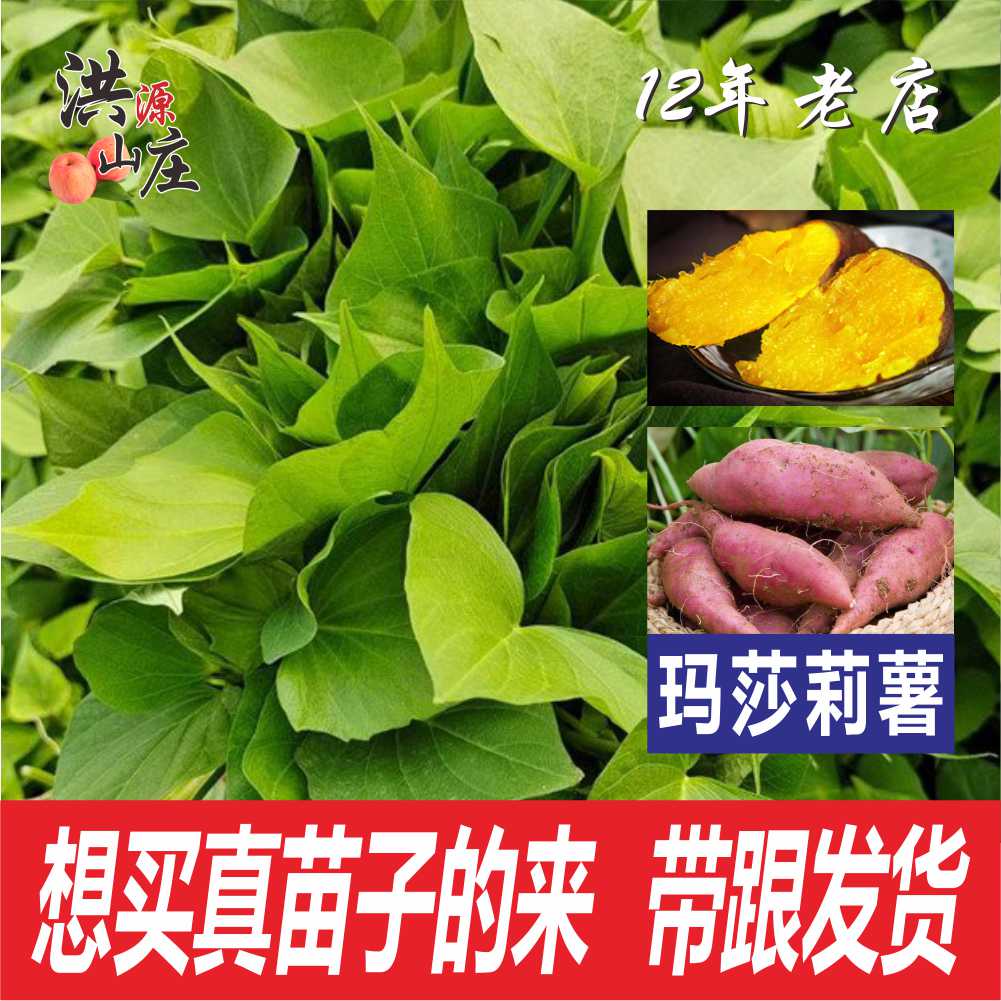 山东榴莲蜜薯苗玛莎莉红薯苗种植蜜薯