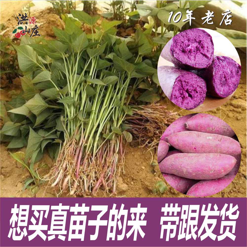 山东高产紫薯苗脱毒烟薯25号蜜薯苗