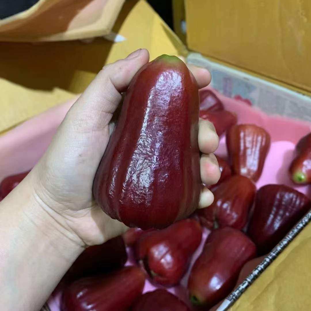 【果霸】海南三亚黑金刚莲雾 3斤装特大果约9-11个优质追求主义者