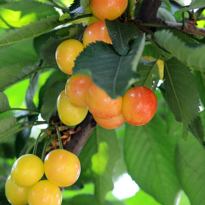 汶川车厘子农家果园直发宾库阿坝理县新鲜水果黄蜜甜樱桃包邮