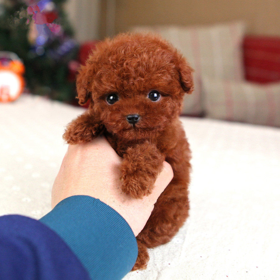 热销宠物狗 幼犬活体 家养 小型_出售纯种泰迪狗活体幼犬长不大小型犬