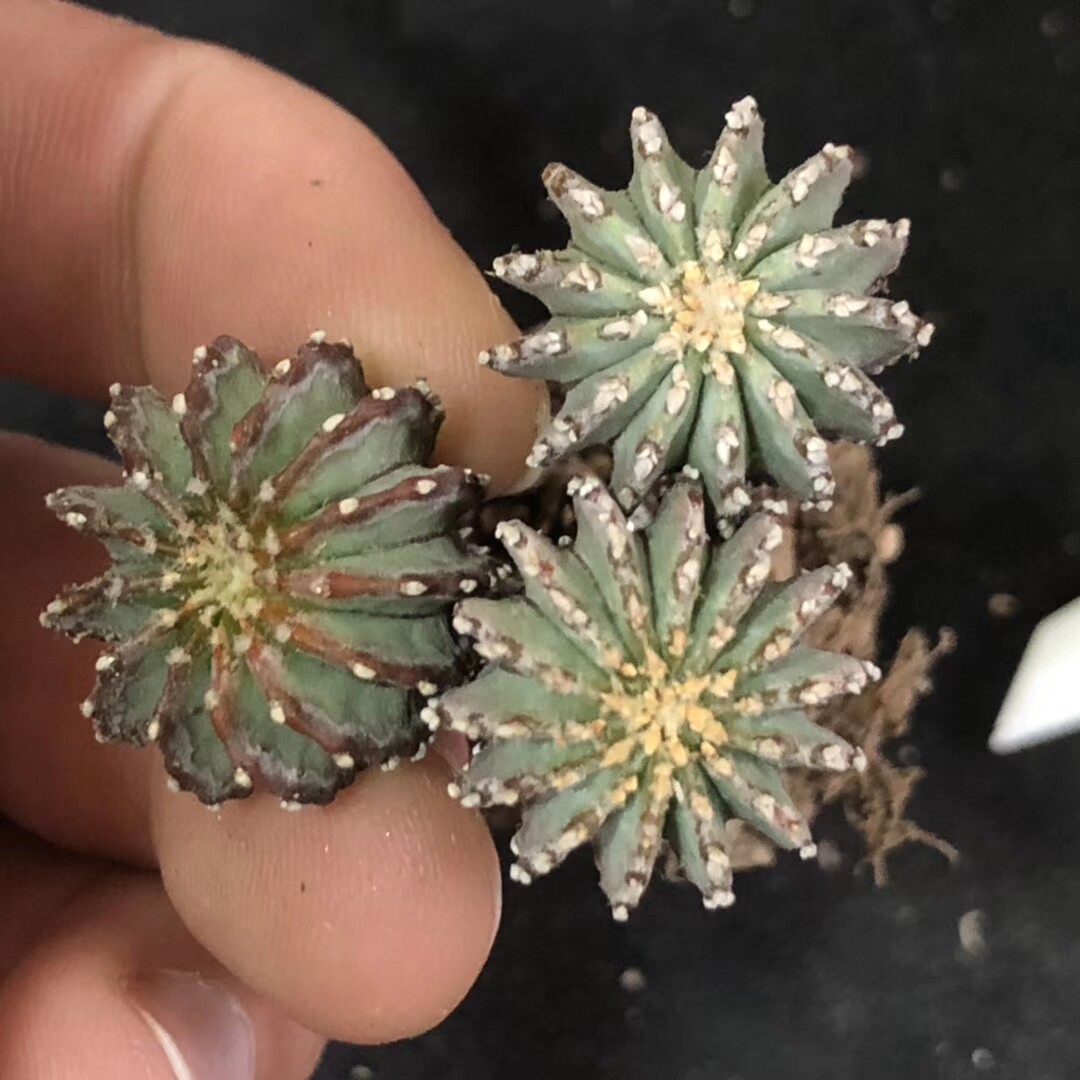 实生薄叶花笼自然群生 整体尺寸4cm 群生极少见