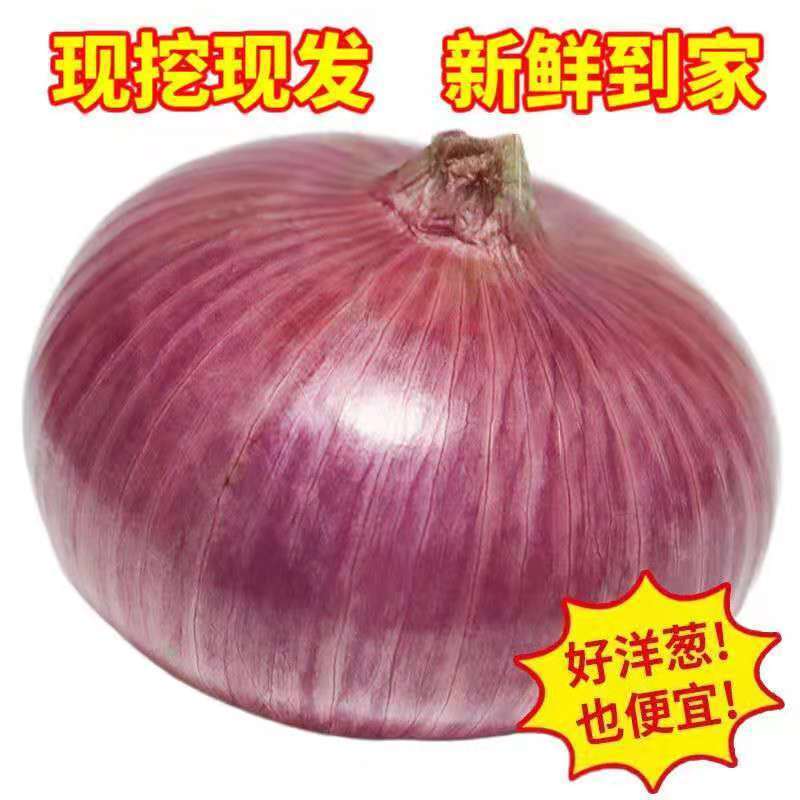 【现挖现发】紫皮洋葱新鲜蔬菜食材