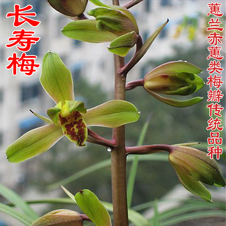 蕙兰老种长寿梅连体兰花苗九头兰国兰兰草苗植物花卉绿植小盆栽