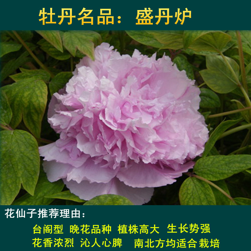 芳记纪牡丹花苗红色正宗多分枝大苗菏泽洛阳牡丹大王盆栽阳台庭院-mc