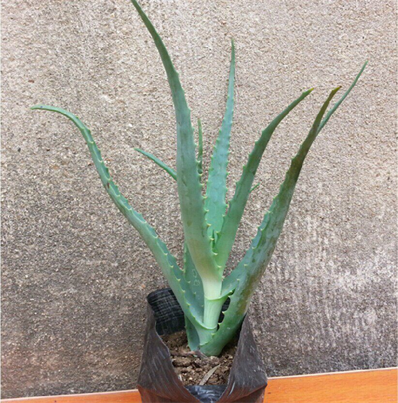 龙爪木立芦荟盆栽芦荟药用木剑苗龙绿植