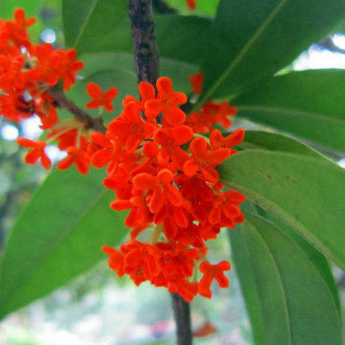 桂花树苗红花丹桂四季桂花盆栽地栽嫁接扦插苗当年开花