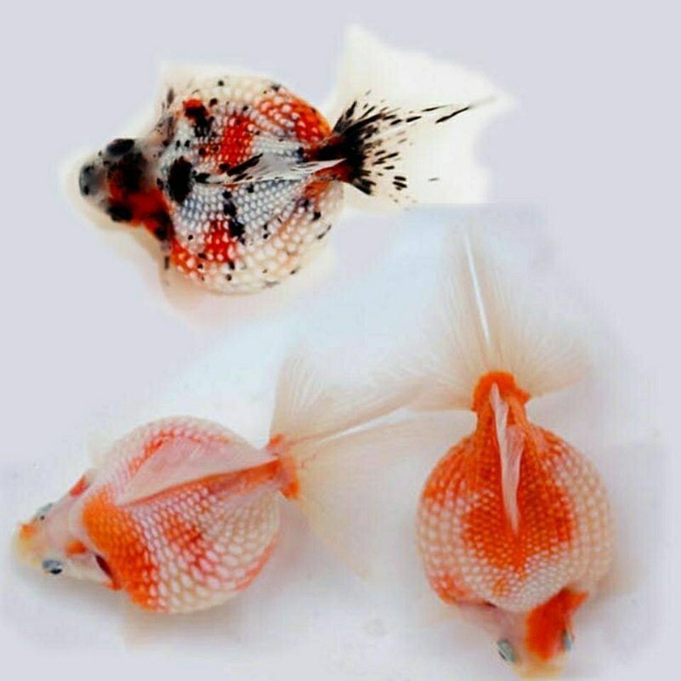 国粹金鱼_【鱼场直发,超好养】精品球形珍珠金鱼观赏鱼国粹冷水可爱