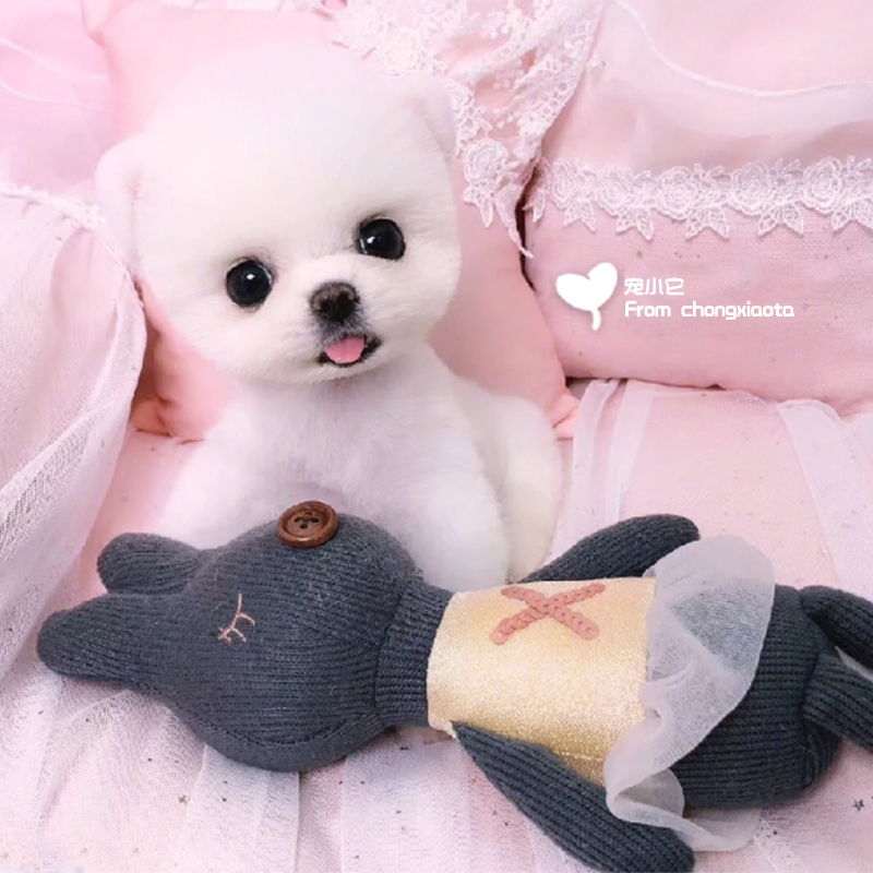 小型宠物狗狗活幼体活物博美杯子狗真狗幼犬活的小狗动物家养狗子|ruв категории животное/Животное питание и принадлежностей, Пэт жизнь услуг, подготовки, Пэт - от Buy2taobao.com для оказания профессиональной услуги покупки агента Taobao