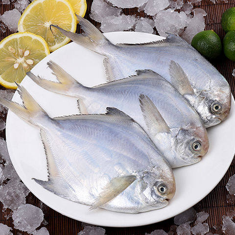 鲳鱼野生银鲳鱼白鲳鱼平鱼5斤新鲜海鲜水产鲜活冷冻日照特产