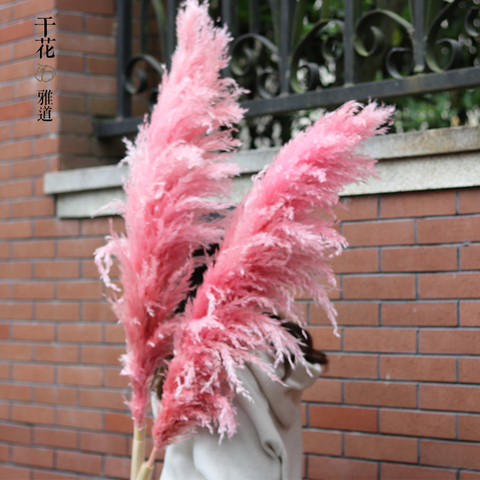 粉色大芦苇进口蒲苇 ins网红芦苇干花 橱窗婚庆舞台装饰拍照道具