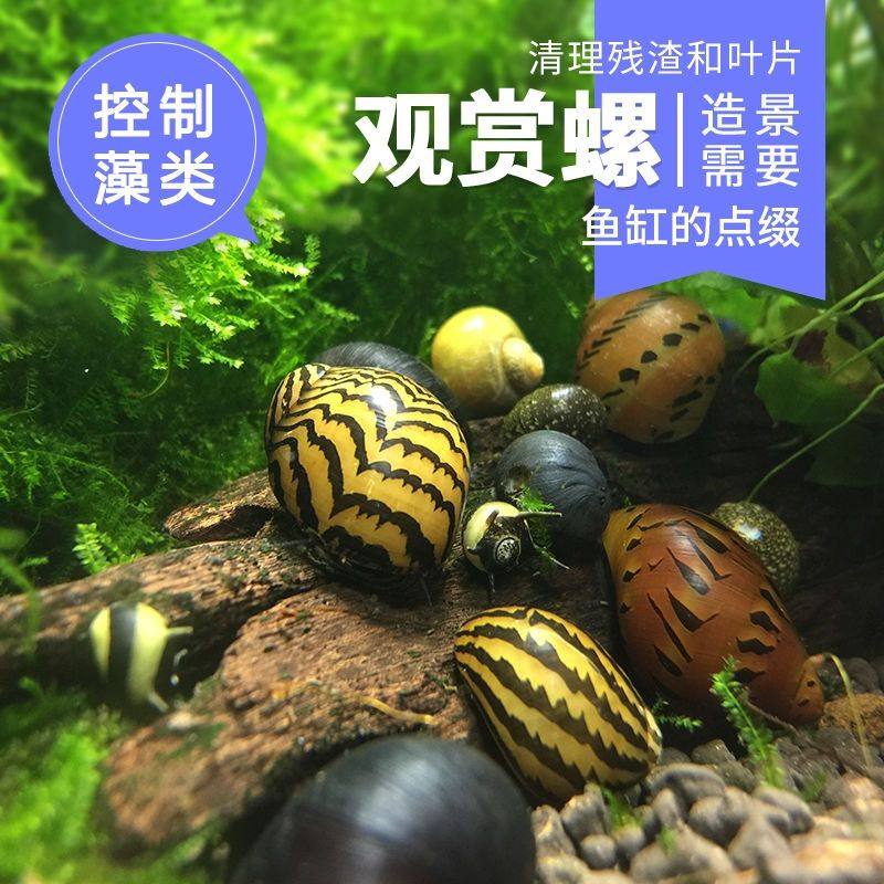 苹果螺观赏螺鱼缸清洁除藻螺草缸工具马来螺水族淡水宠物蜗牛活体