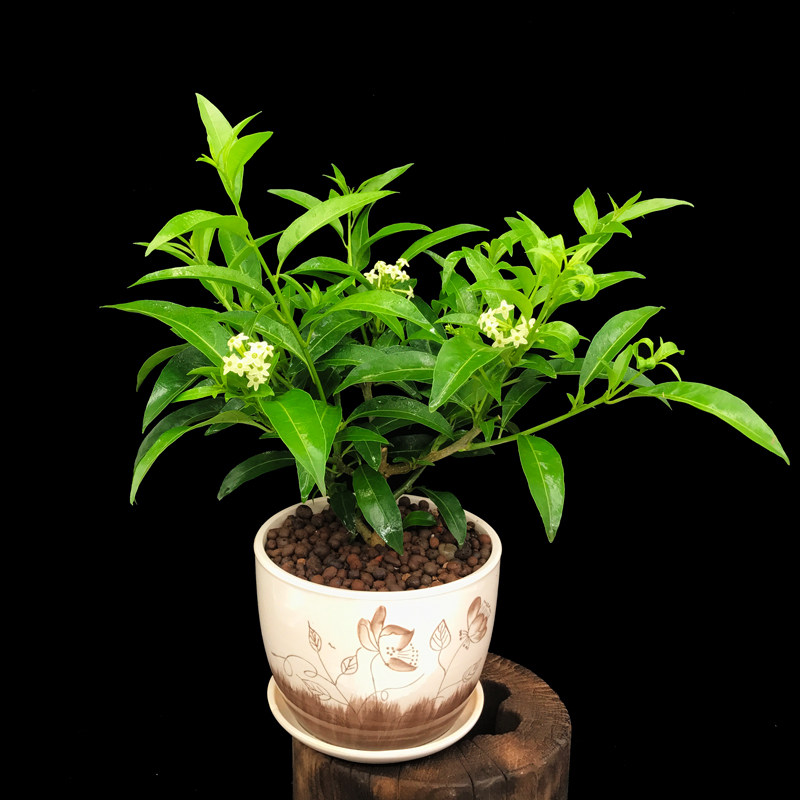 盆景 盆栽 植物 800_800