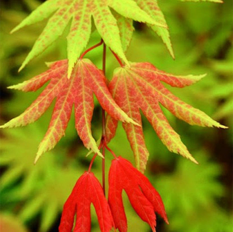 月升枫树白泽槭满月枫系列