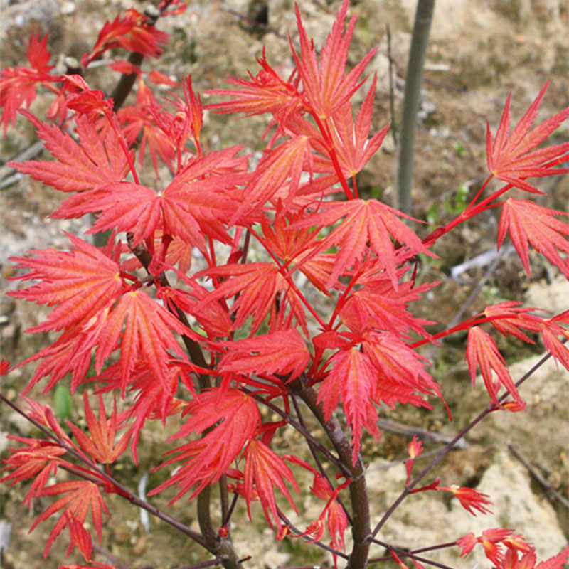 枫树红茜空新品种彩叶红枫黄金枫庭院树