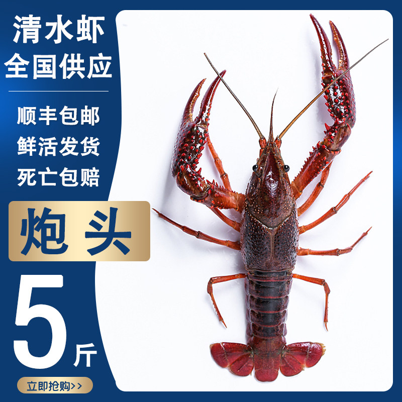 一折青龙虾 鲜活 特大_小龙虾鲜活9钱5斤装特大青炮头两虾湖北省洪湖