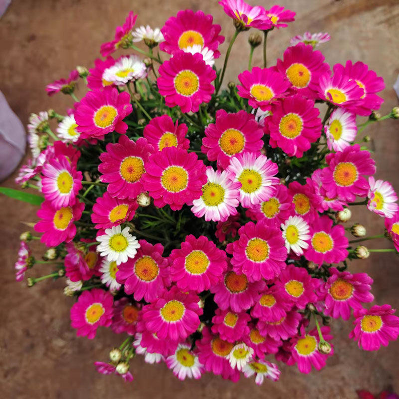 糖果玛格丽特花卉盆栽带花苞多年生四季开花木茼蒿阳台庭院好养活