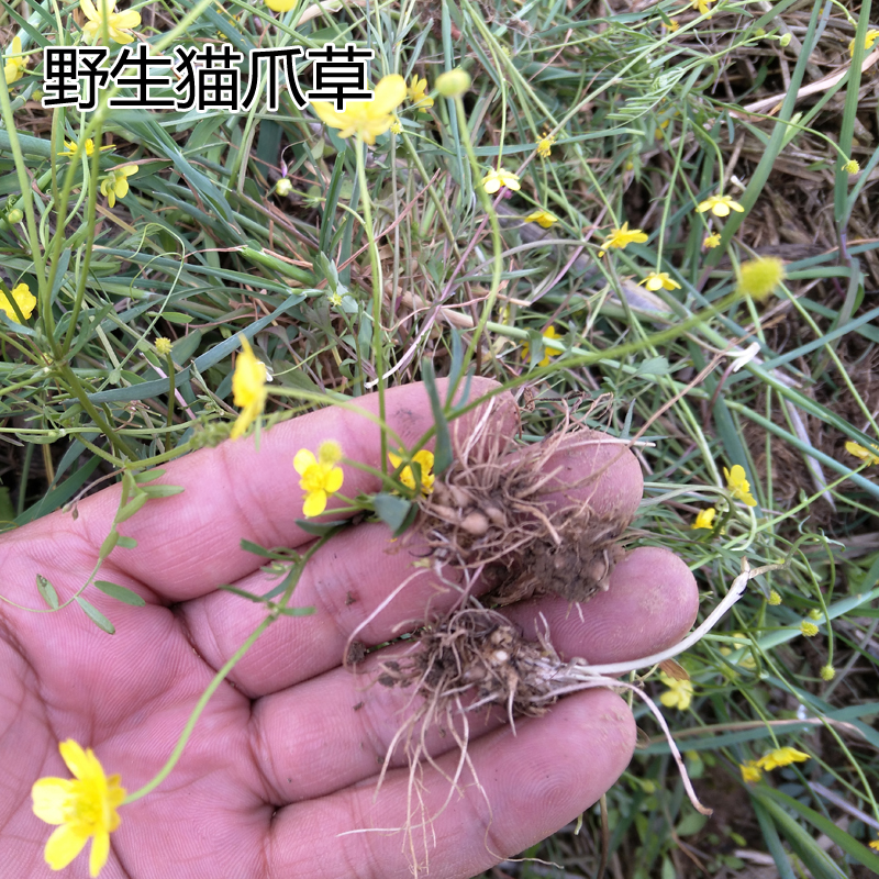 猫爪草 正品新货野生水洗猫抓草 小毛莨 中药材手选 散结500克