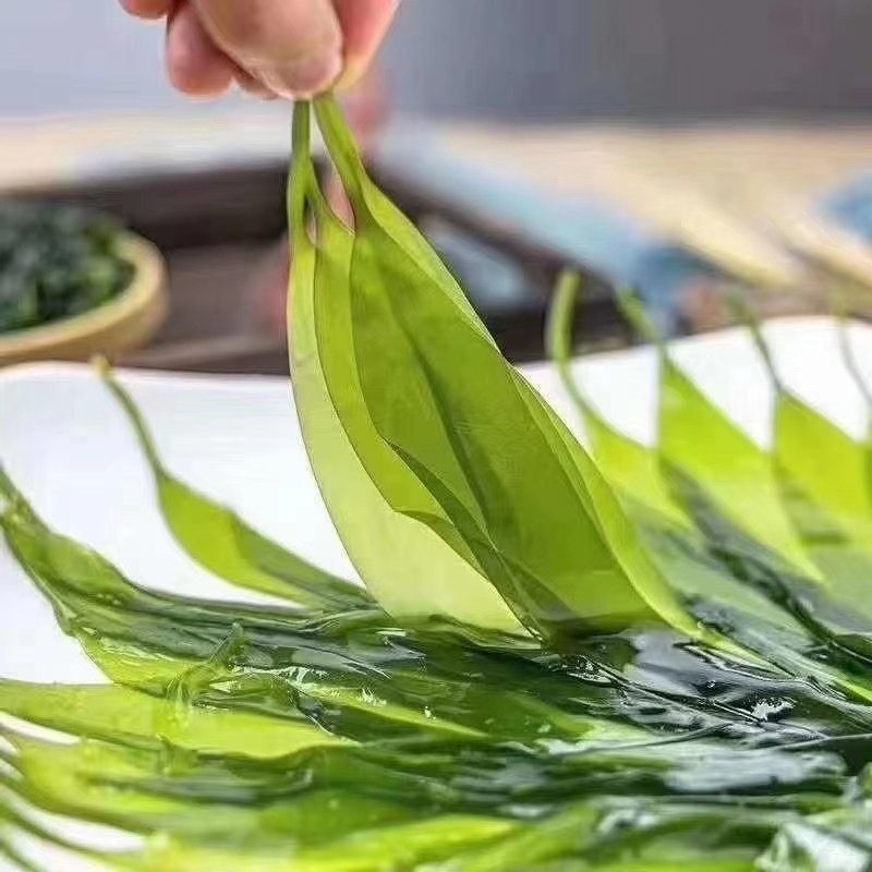 海带苗嫩特级新鲜小海带三秒火锅配菜非干货凉拌菜霞浦海带芽1斤
