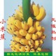 广西小米蕉一整串带杆香蕉当季新鲜水果整棵发货