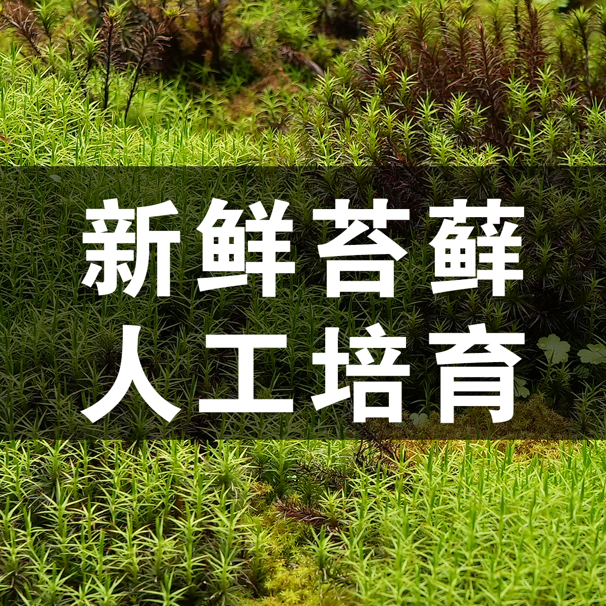 植觉 | 活苔藓素材 顺丰发货 | 南亚白发藓diy微景观材料绿植铺面