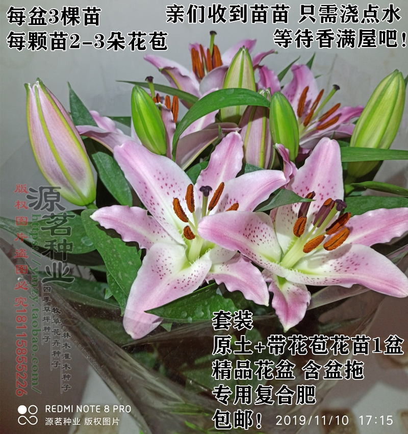 四季香水百合盆栽鲜花真花带花苞室内净化空气花不断原土发货