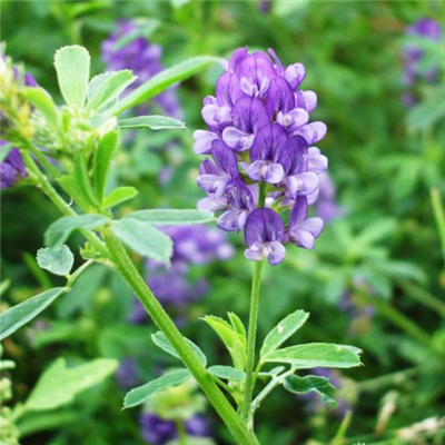 20g兴农甘农三号紫花苜蓿 进口紫花苜蓿南北方年生耐寒