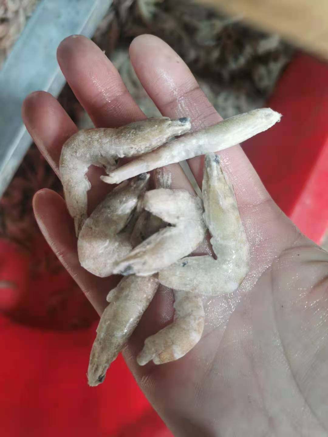 龙鱼专用饲料白虾虎活体金龙红龙观赏观赏鱼饲料