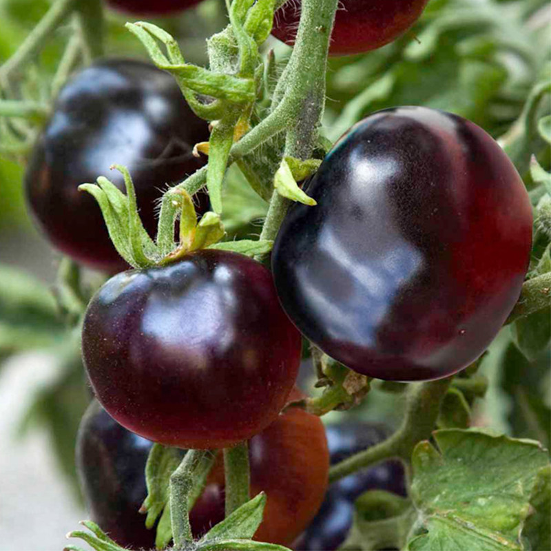 寿光市顺昌种业的优惠券大全—高产黑紫砂番茄种子大黑西红柿抗病春