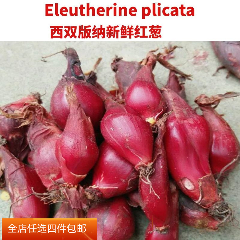 西双版纳现挖小红蒜根中药材红葱头百步还阳血葱红根